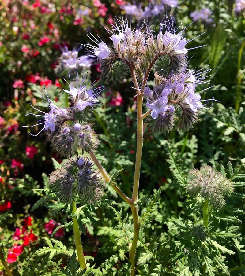 Phacelia That Bees Simply Cannot Ignore