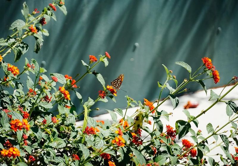 Lantana
