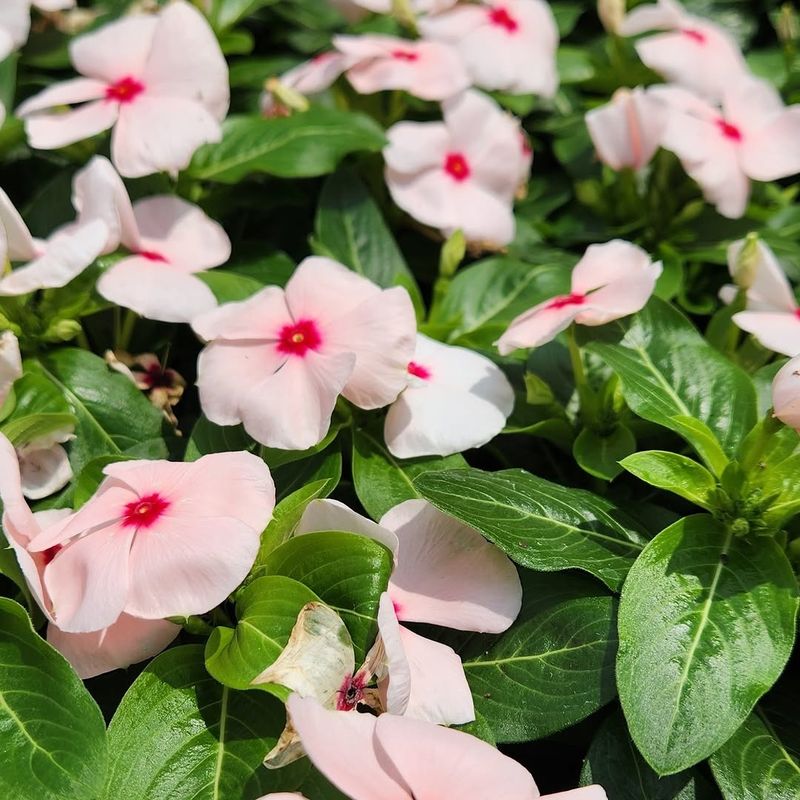 Vinca