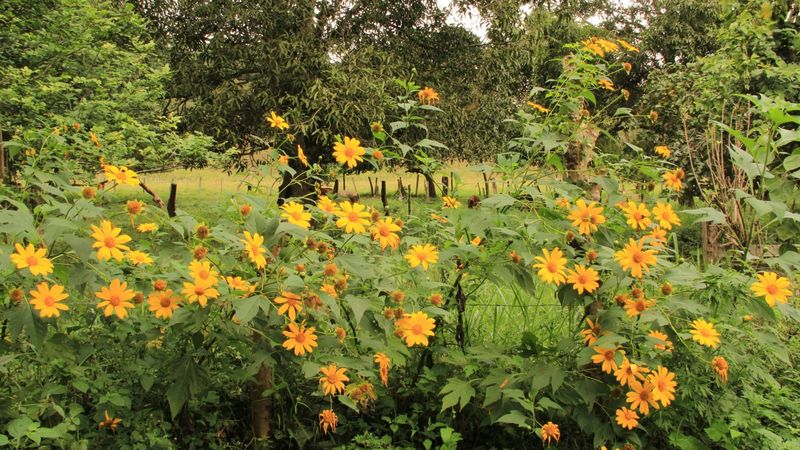 Tithonia Thrives In Hot Dry Garden Beds