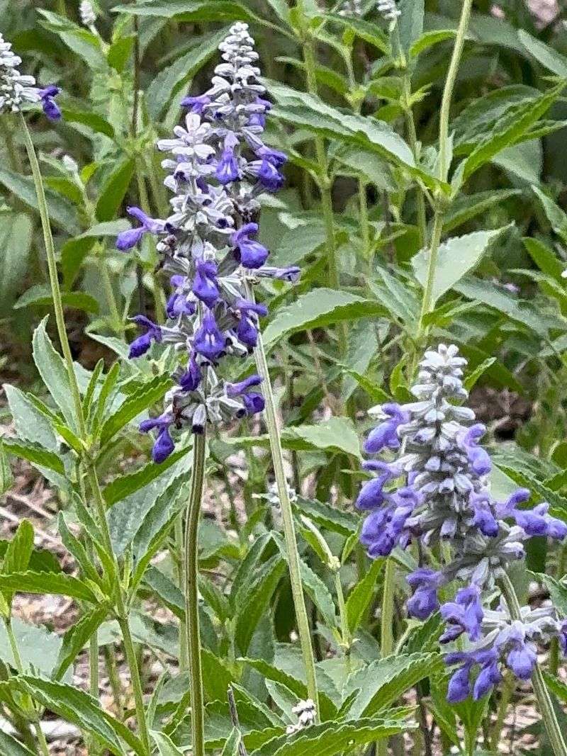 Salvia (Salvia Spp.)