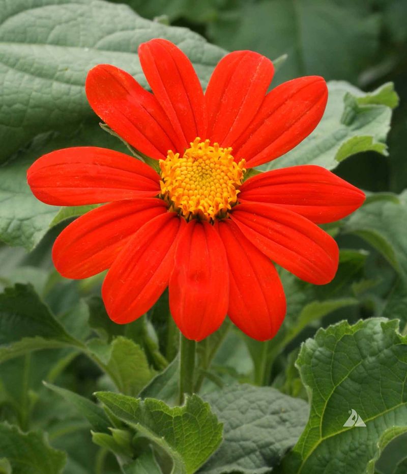 Tithonia Brings Bold Color And Pollinator Activity