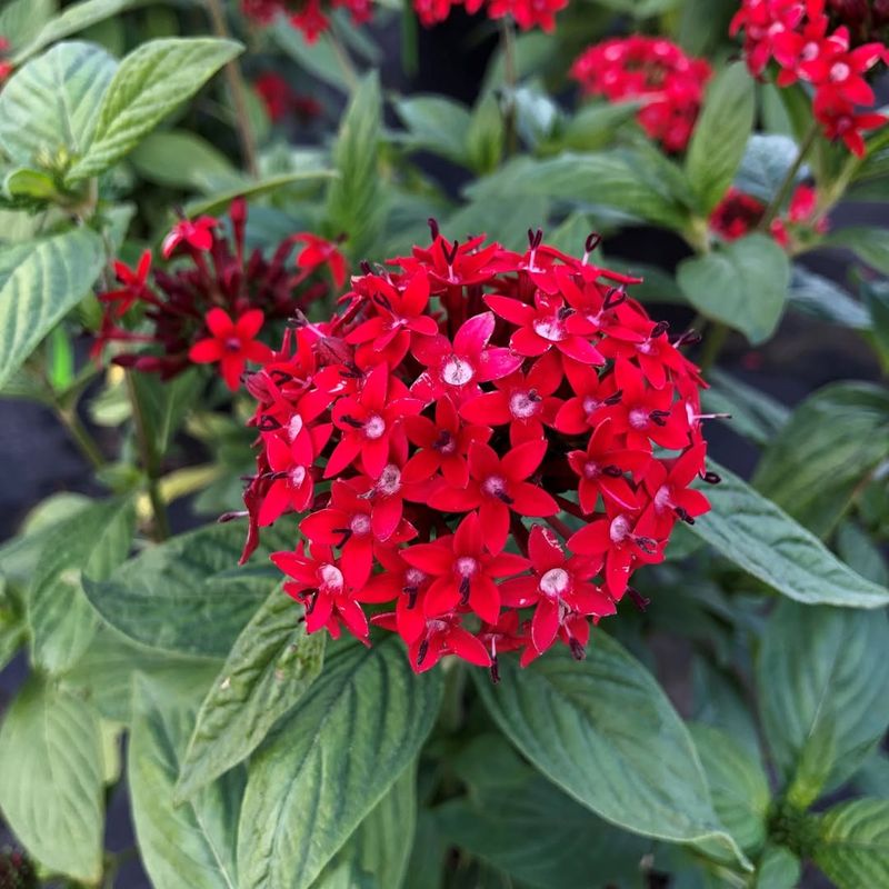 Pentas Pulling In Butterflies With Starry Blooms