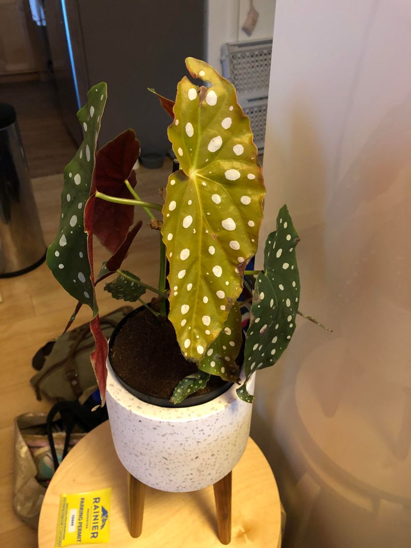 Overwatering Leads To Early Problems