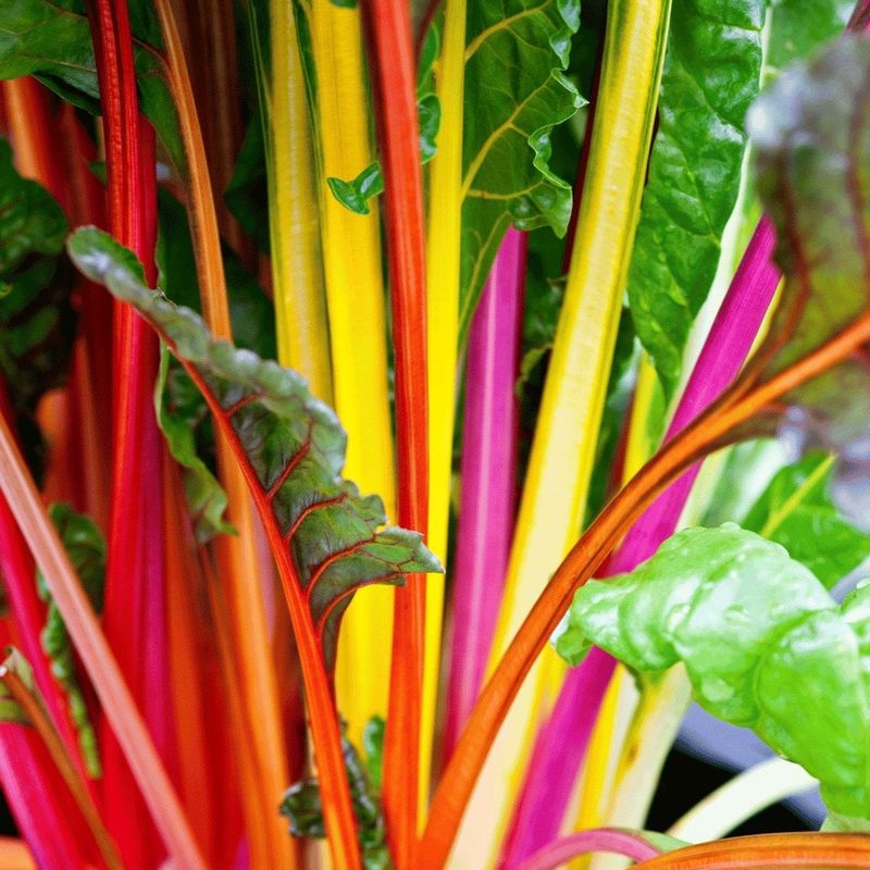 Perennial Swiss Chard Produces Leaves For Multiple Seasons