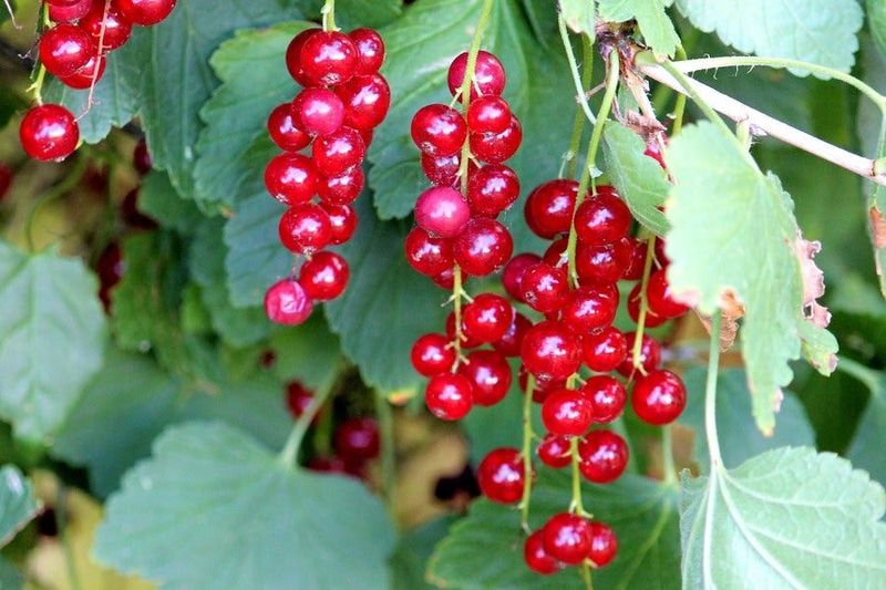 Currants May Reward You With An Early Harvest