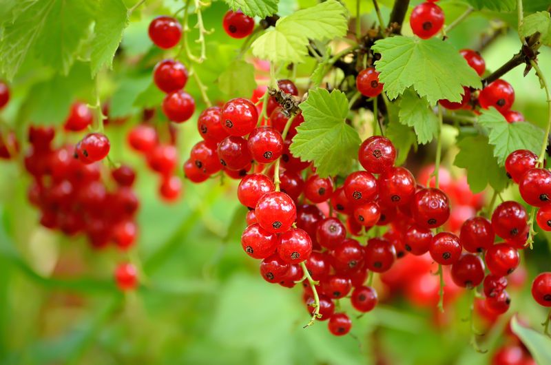 Currants Begin Producing Earlier Than Many Expect