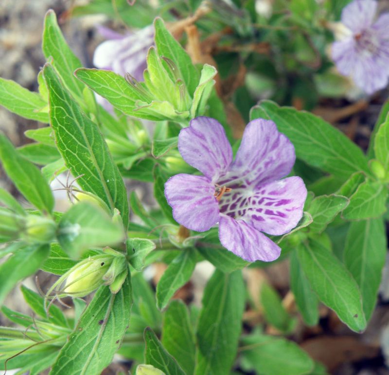 Twinflower Is Filling In Warm Partly Shaded Spaces