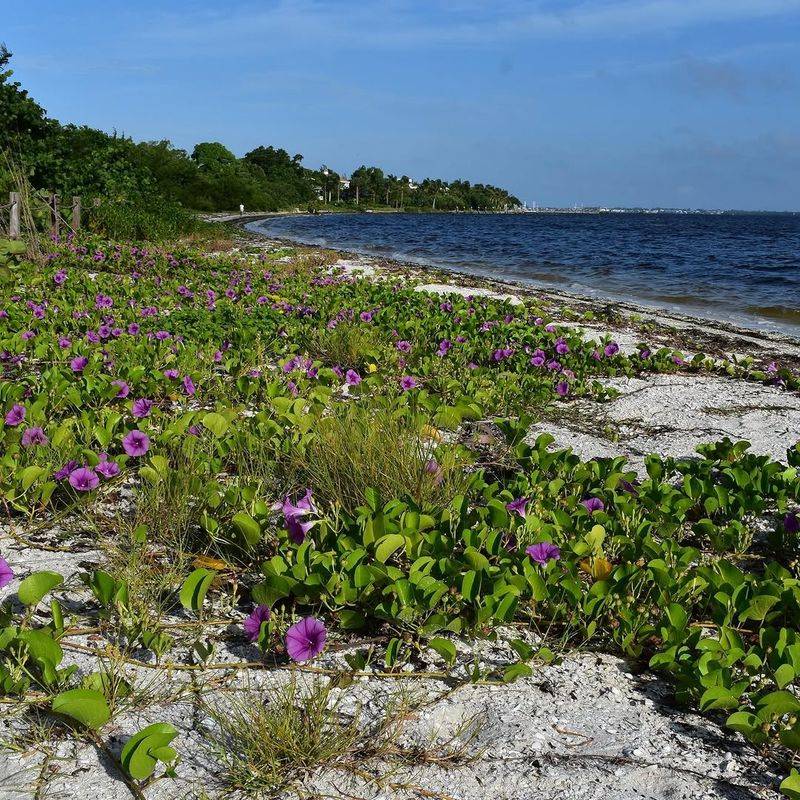 Railroad Vine Solves Tough Coastal Border Problems