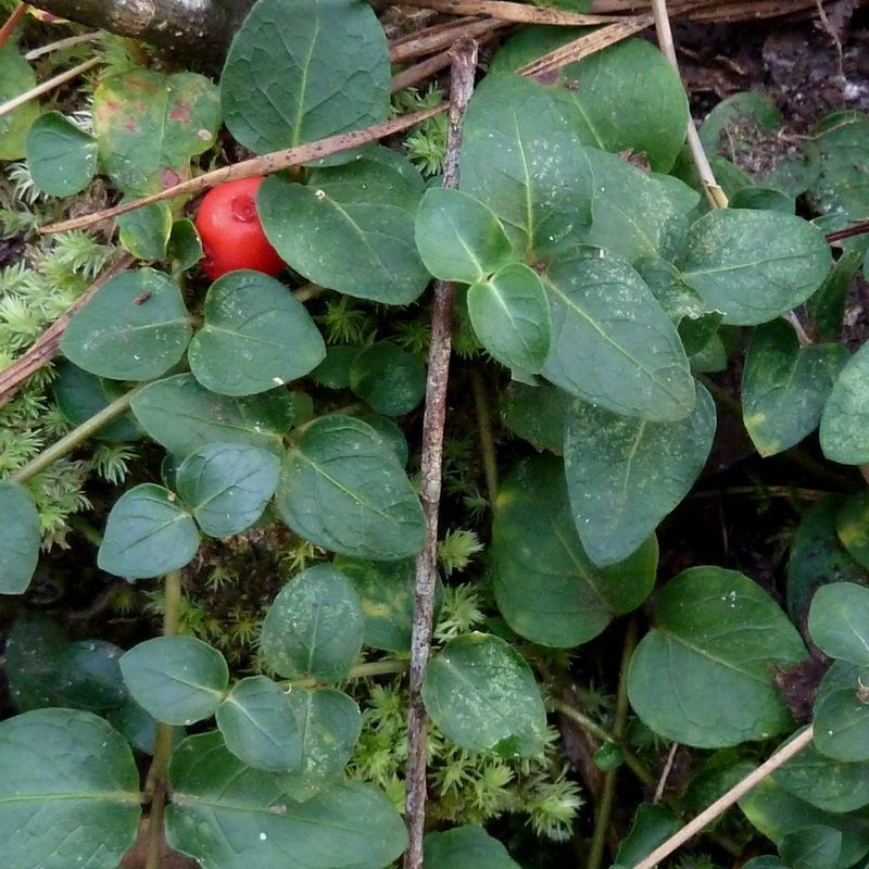 Partridgeberry Suits Quiet Shaded Areas In North And Central Florida