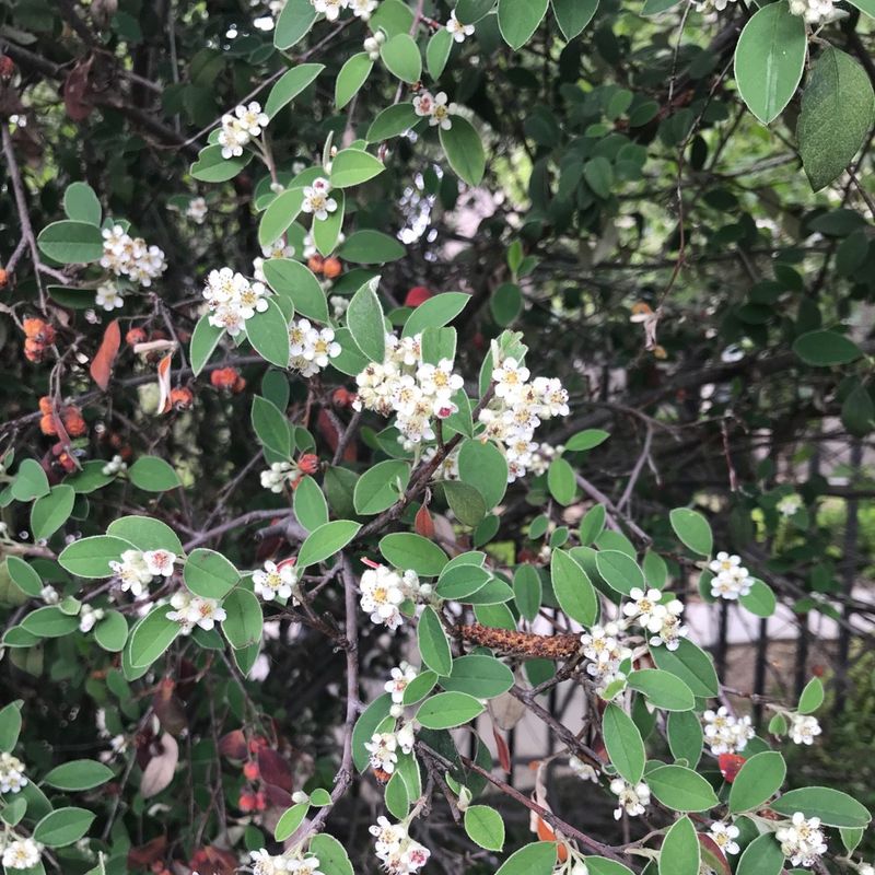 Silverleaf Cotoneaster
