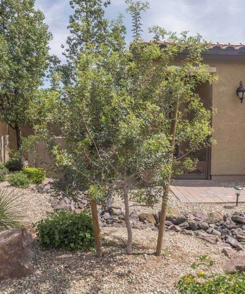 Well-Draining Soil Prevents Root Rot