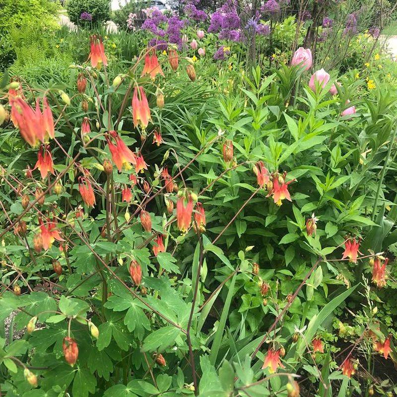 Wild Columbine And Golden Ragwort