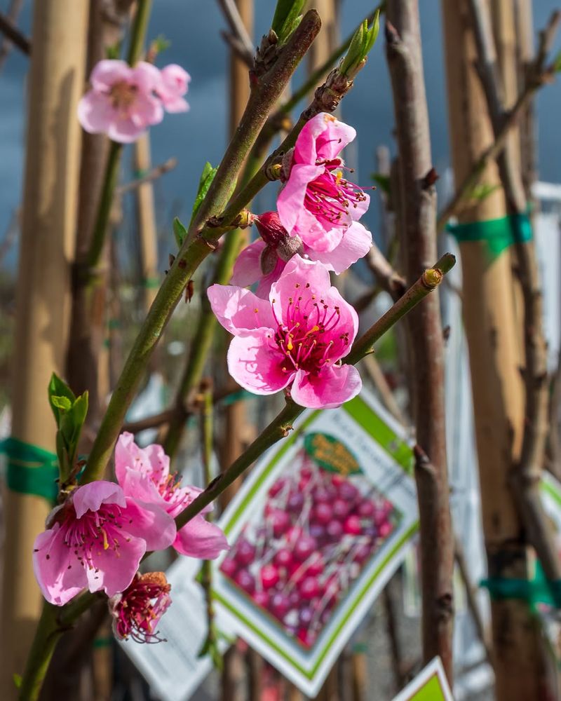 Peach Trees That Set Better Fruit Early