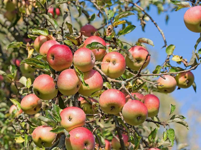 Apple Trees (Malus domestica)