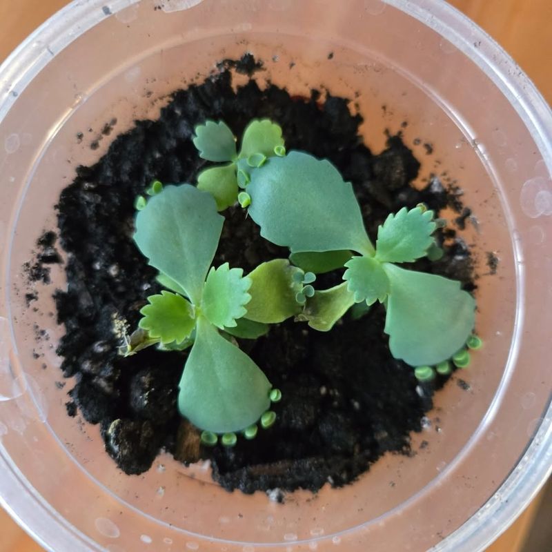 Kalanchoe Establishes Fast From Healthy Stem Cuttings