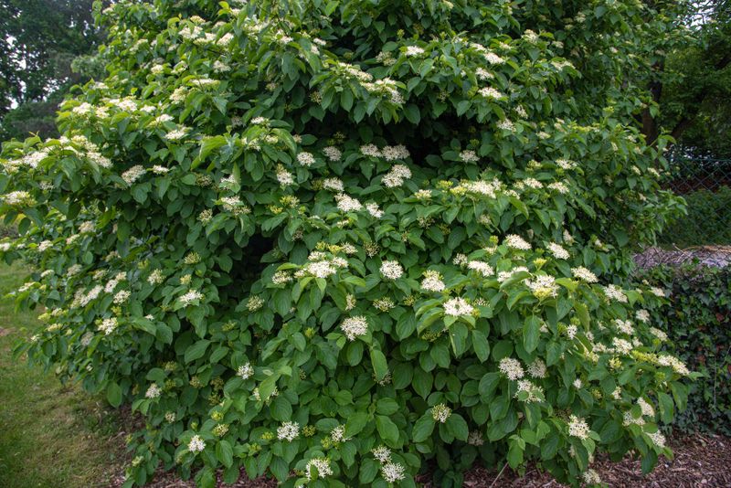 Silky Dogwood Fills Damp Spaces With Soft Green Growth