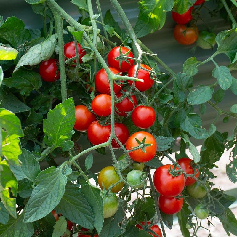 Matching The Right Hybrid To Your Garden's Disease History Makes A Real Difference