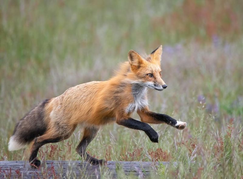 Red Fox Narrow Prints With Clean Edges