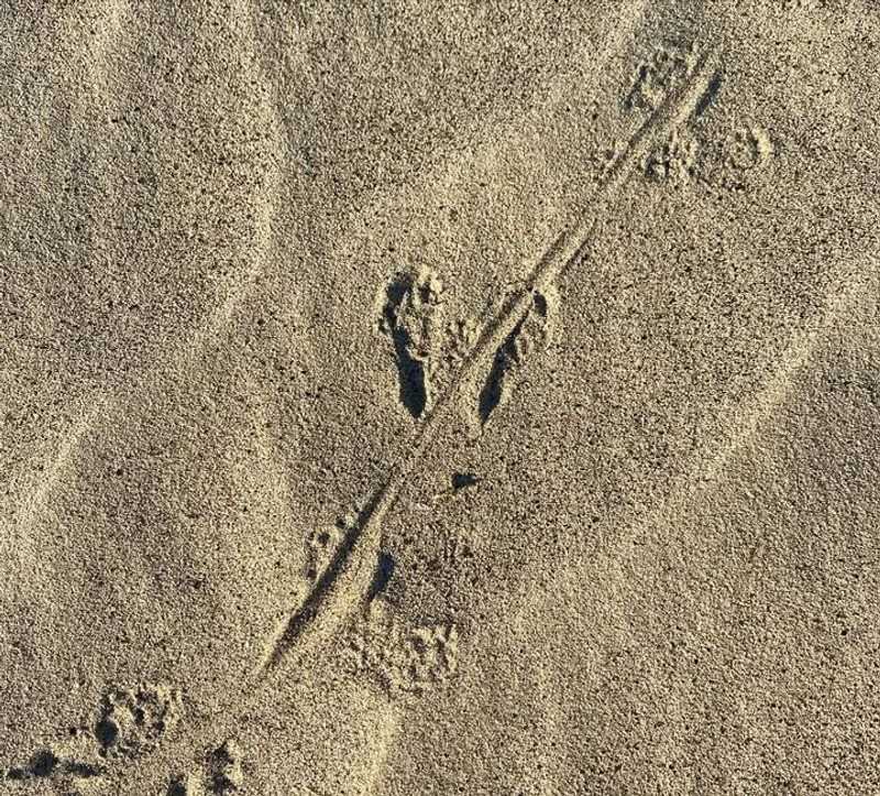 Tracks Or Tail Marks In Soil Or Dust