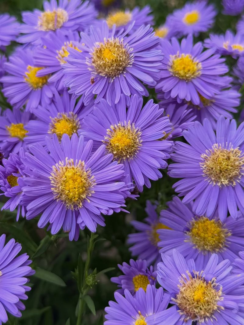 New England Aster For Fall Color