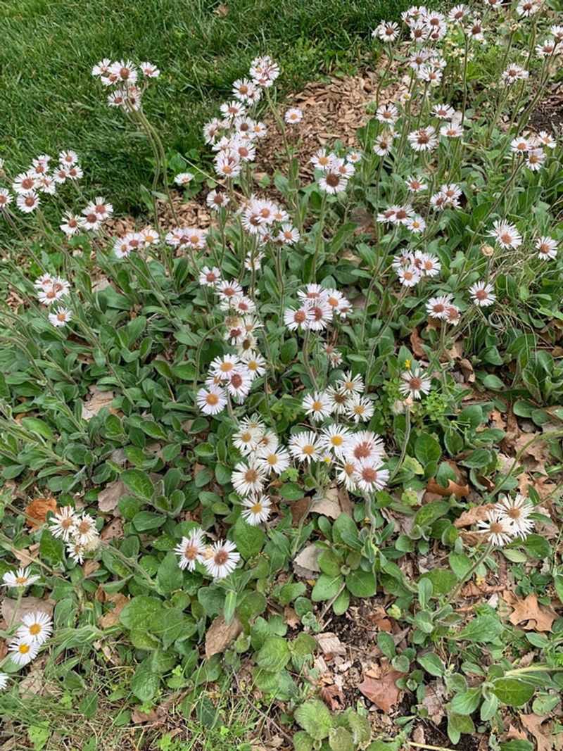 Robin's Plantain (Erigeron pulchellus)