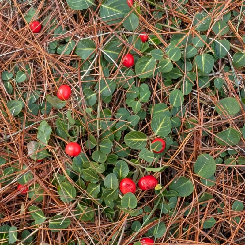Partridgeberry Forms An Evergreen Carpet But Takes Time To Establish