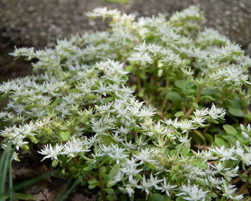 Mountain Stonecrop That Handles Tough Spots