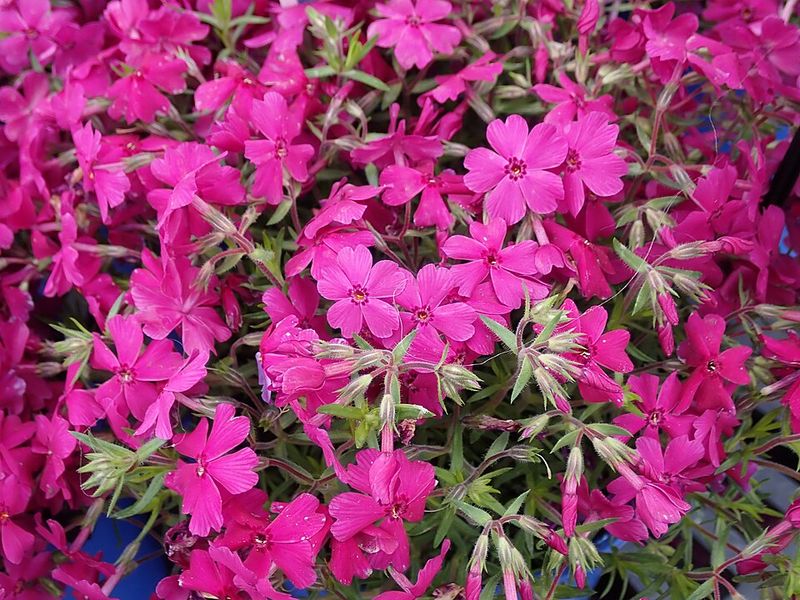 Creeping Phlox Spreads Quickly In Sunny Areas