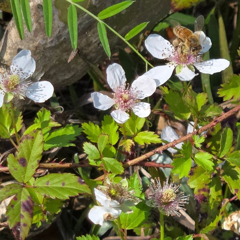Wild Strawberry Fills Gaps And Feeds Bees In Spring