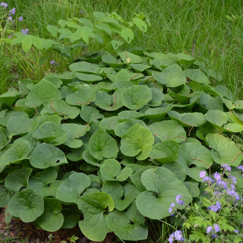 Wild Ginger Performs Well In Dense Shade And Clay Soil