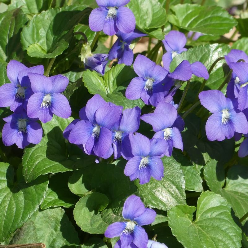 Common Blue Violet Fills In Quickly