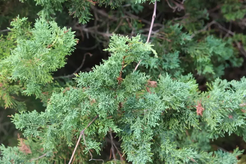 Southern Red Cedar Forms Dense Native Evergreen Barriers