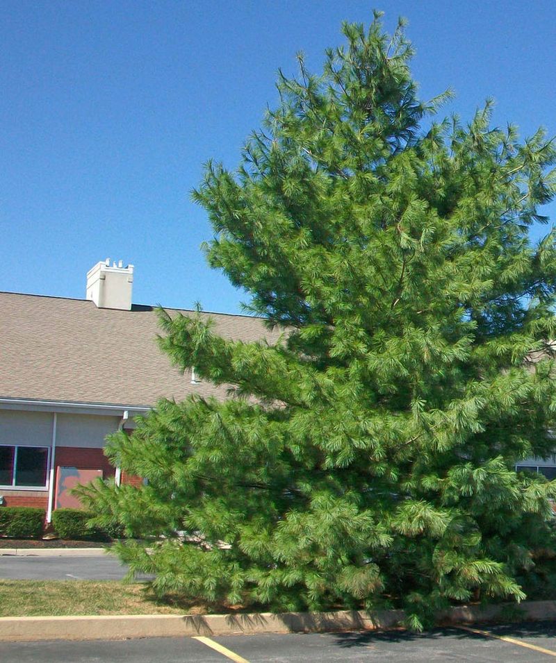 Eastern White Pine Provides Fast Growing Natural Screening