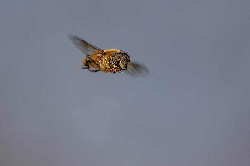 Hover Flies