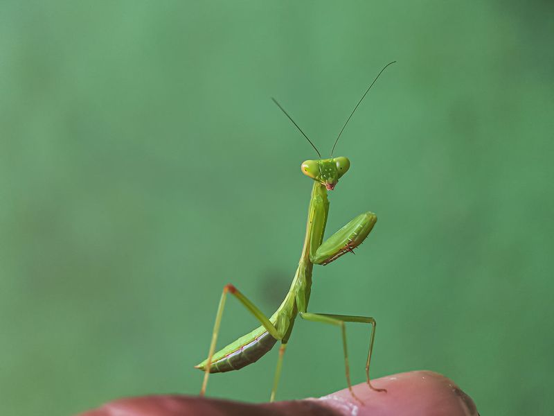 Praying Mantises