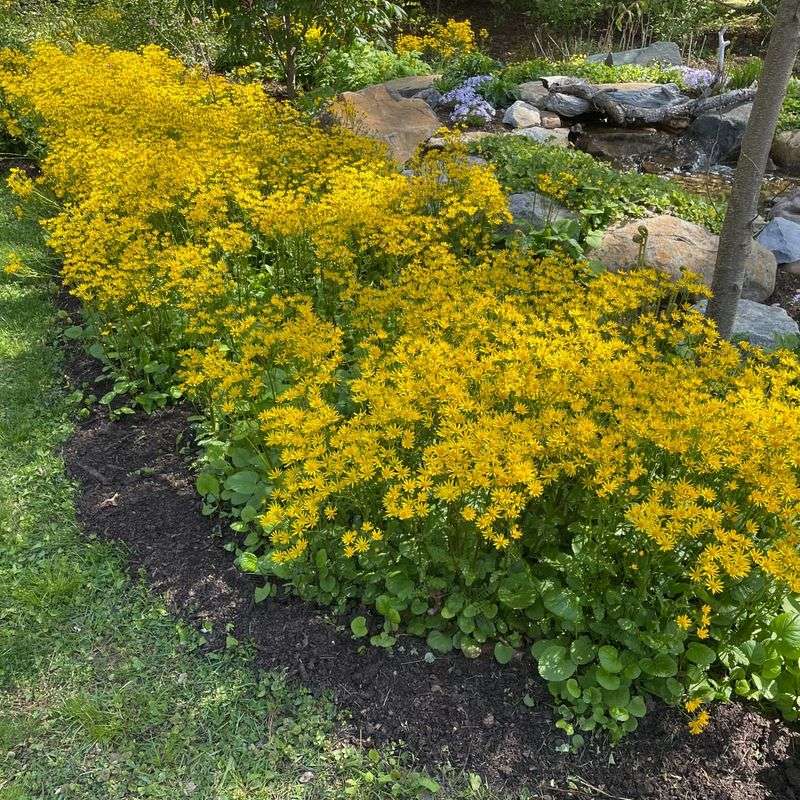 Golden Ragwort (Packera aurea)