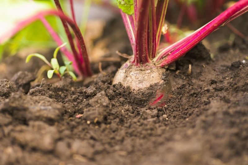 Beets Grow Roots And Edible Greens In Spring
