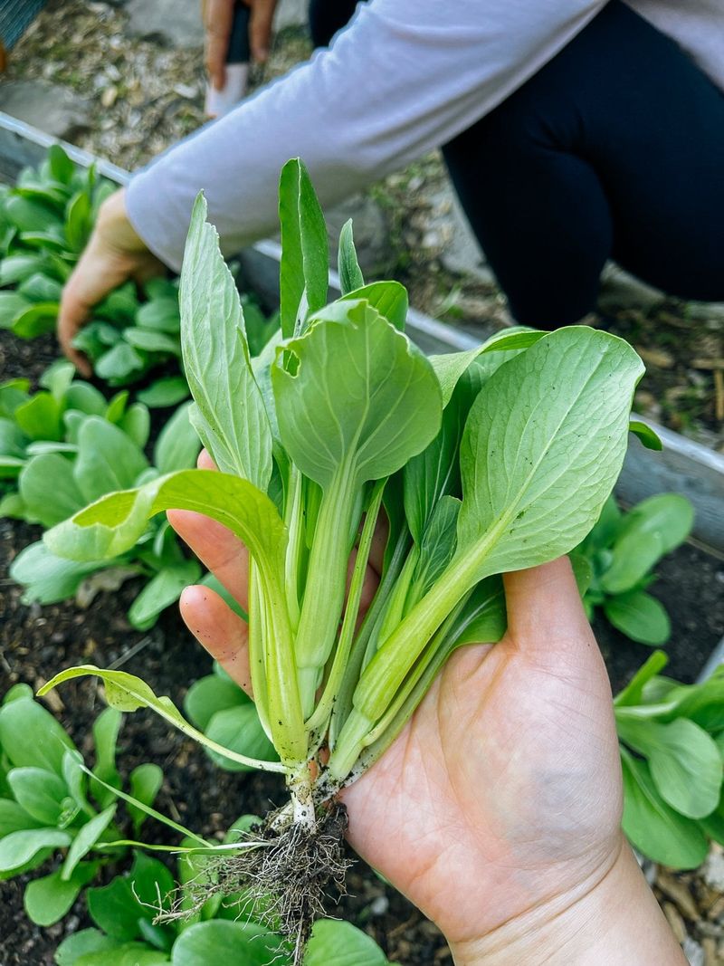 Bok Choy Matures Fast In Mild Conditions