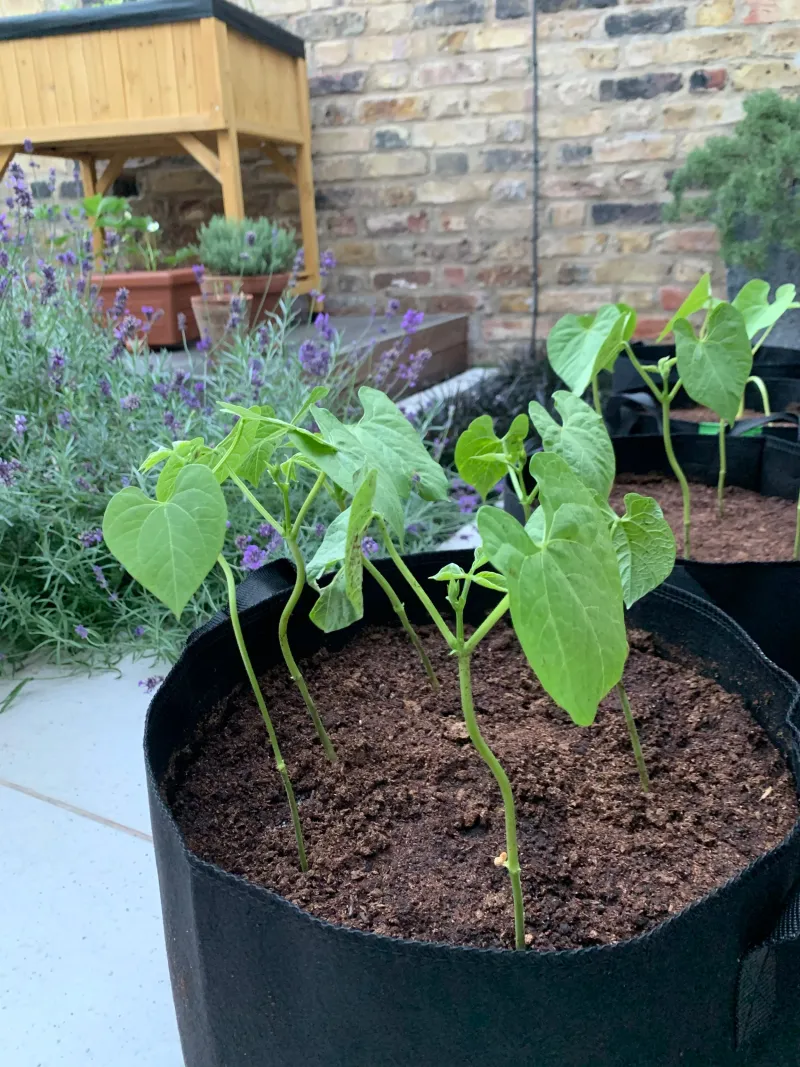 Bush Beans Fill Pots Fast And Start Producing Early
