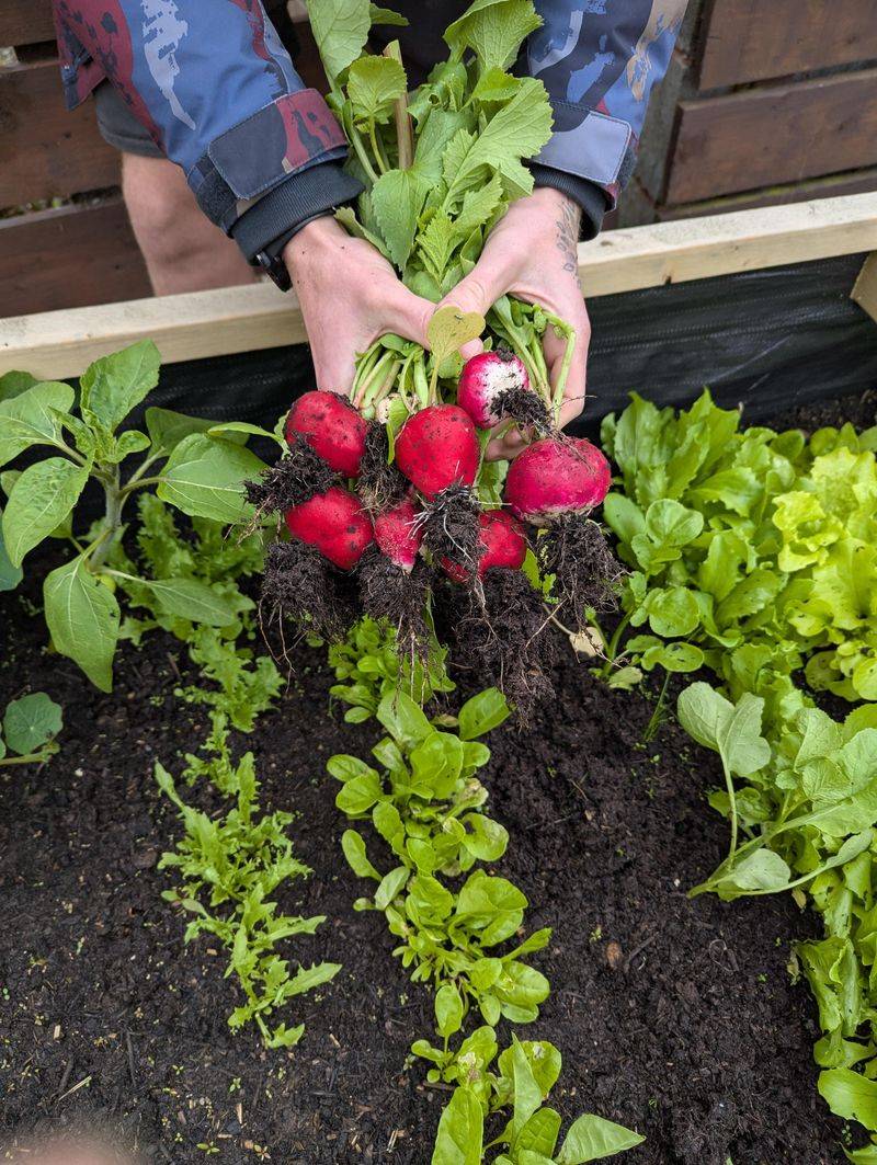 Radishes Offer Quick Harvests In Any Season