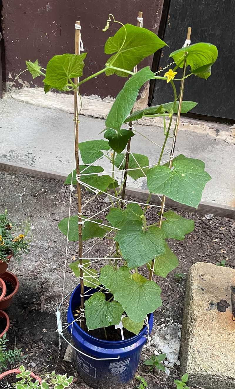 Cucumbers Climb And Produce Well In Containers