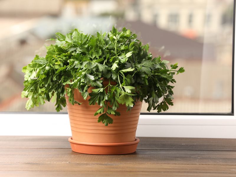 Herbs (Parsley, Chives, Cilantro)