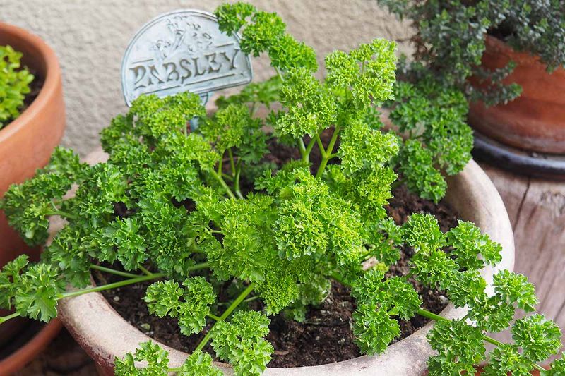 Parsley Stays Productive In Early Season Containers