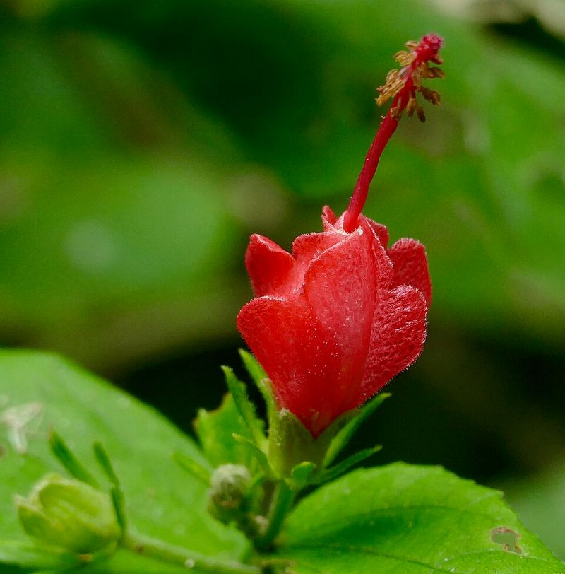 Turk's Cap Creates Shady, Protected Garden Corners