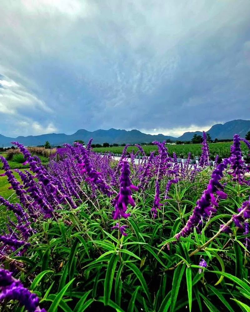 Mexican Bush Sage (Salvia Leucantha)