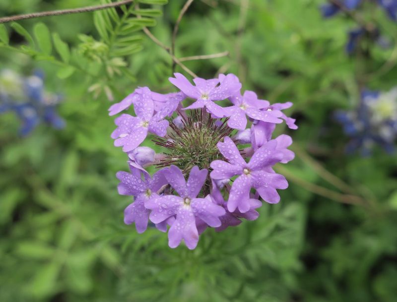 Prairie Verbena (Glandularia Bipinnatifida)