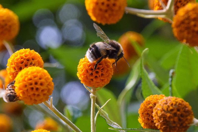 Buddleia Globosa (Orange Ball Tree / Matico)