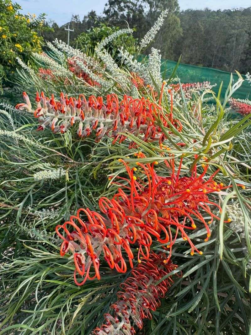 Grevillea Victoriae