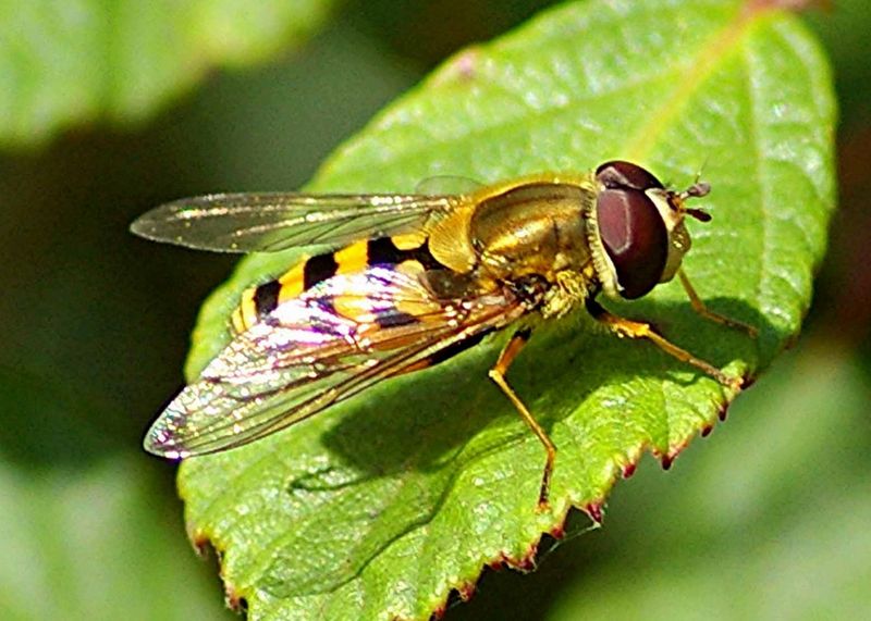 Hoverflies (Syrphid Flies)